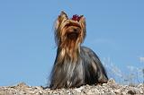 YORKSHIRE TERRIER 416